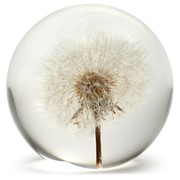 FloraCulture Paperweight - Dandelion 6670DA