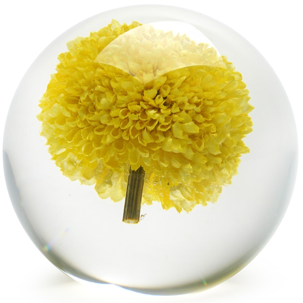 Floraculture Paperweight - Yellow Pom Pom 6680PPY