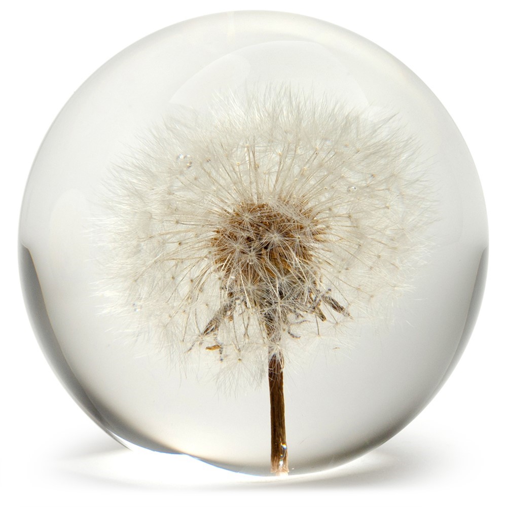 FloraCulture Paperweight - Dandelion 6670DA