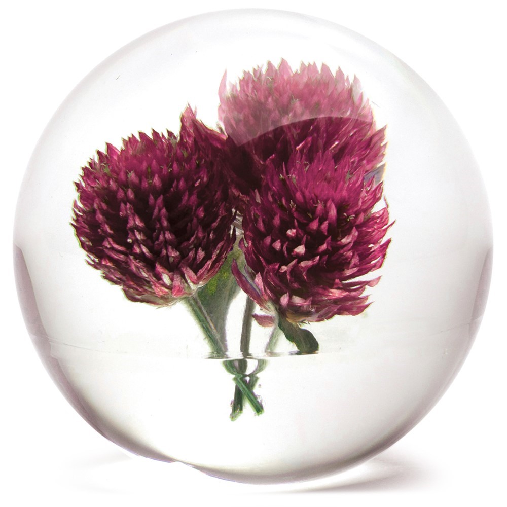 FloraCulture Paperweight - Globe Amaranth 6680AM