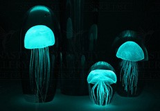 Jellyfish Glow in the Dark Interchangeable Badge Reel Jellyfish ID